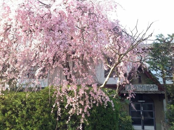 洋館「銀月アパートメント」前のしだれ桜