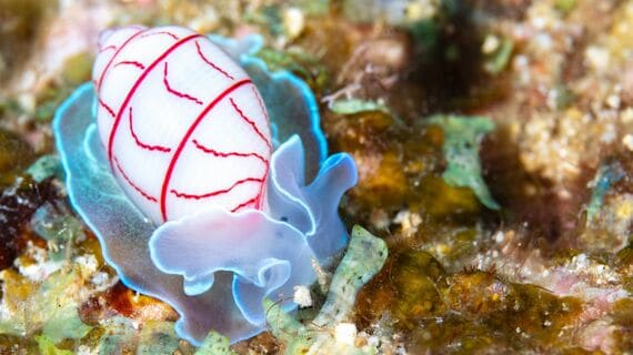 カラー版-水族館のひみつ-海洋生物学者が教える水族館のきらめき