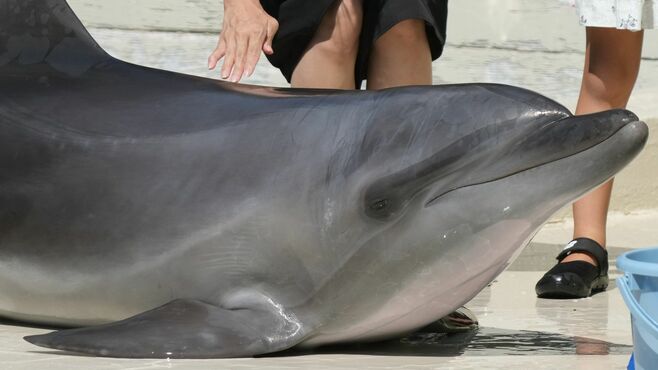 水族館の超人気者｢イルカ｣たちの過酷すぎる生涯