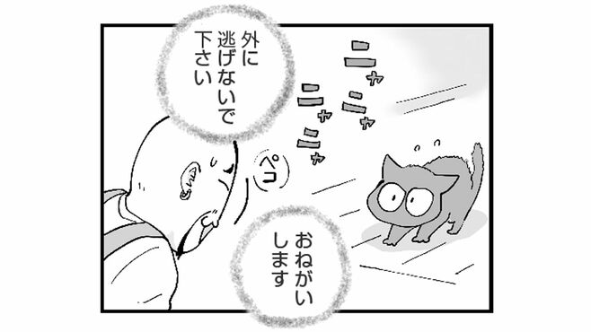 ｢家の外に出たい｣猫の願いを叶えた人に起きた事