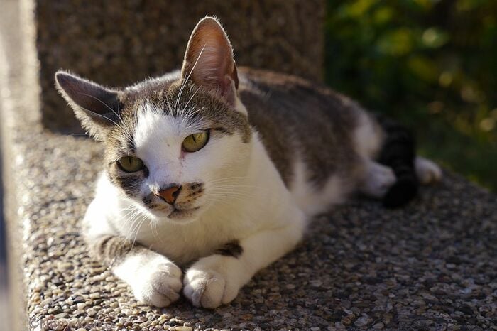 夕暮れ時になると、ぼぉっとして、だんだんと眠くなる