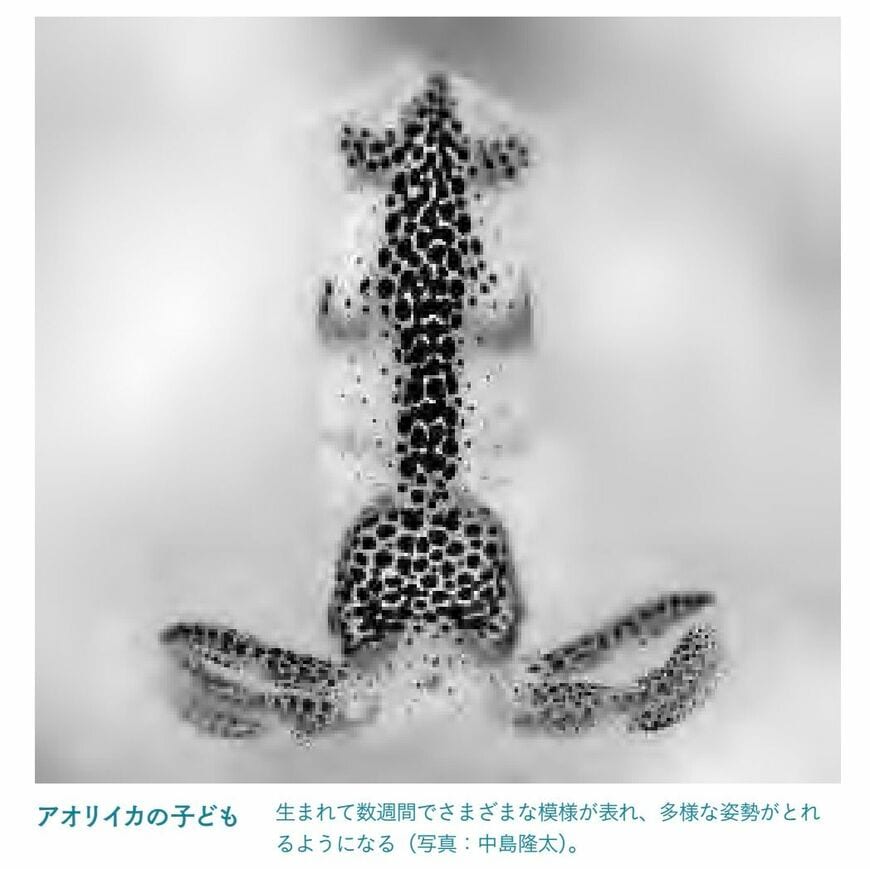 画像 | 実はかしこい!ヒトとも共通する《タコの知性の階層》 学び続けるタコやイカの子どもたち 4ページ目 | ライフ | 東洋経済オンライン
