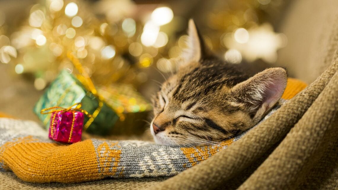 クリスマスパーティーの翌日に死んだ愛猫。死の真相は…（写真：Mills／PIXTA）