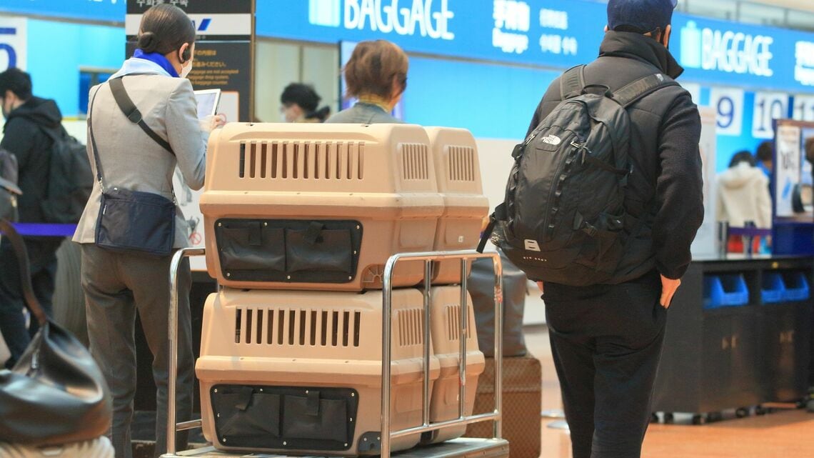 空港で預けられるペット。同伴搭乗の問題について考えてみます(写真:CHAI/PIXTA)