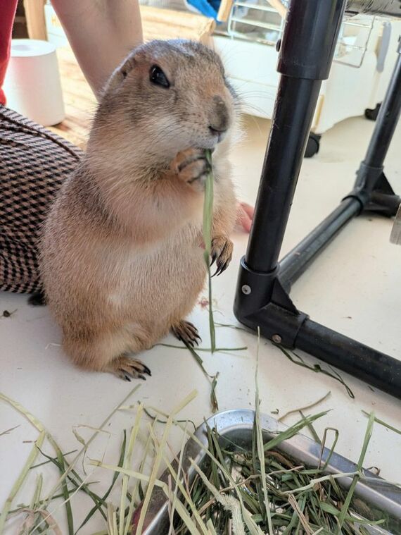 まる子さんの育てた牧草をたべるプレーリードッグ