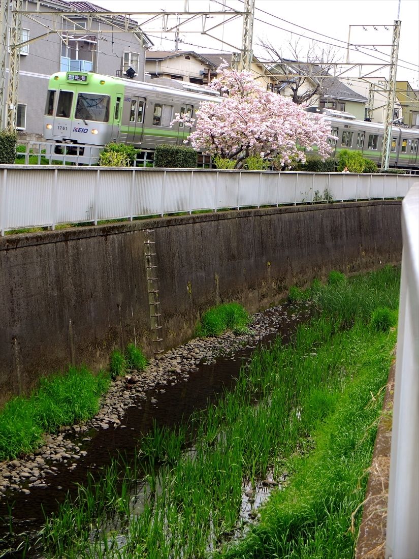 三鷹台駅付近では神田川のすぐそばを走る（撮影：南正時）