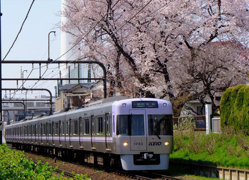 井の頭線は沿線各地で桜が見られる。高井戸付近の桜と紫色の電車（撮影：南正時）