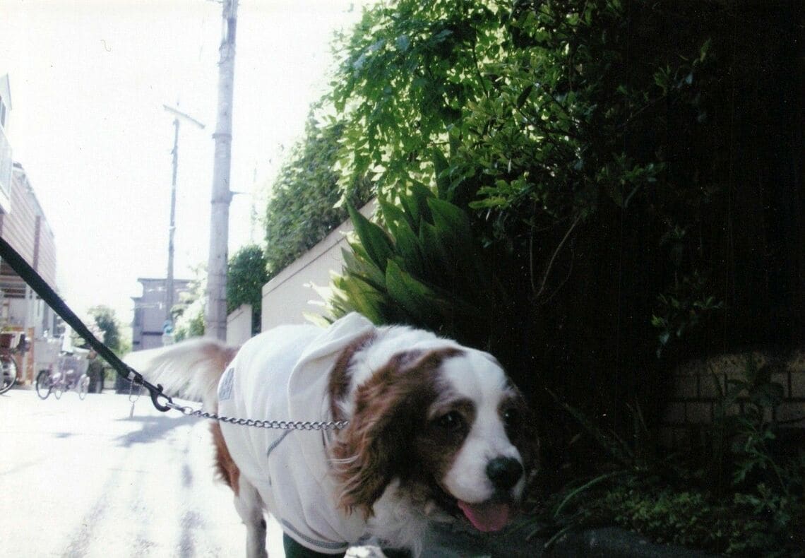 （筆者撮影／2005～2006年頃に撮影）