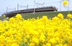 花咲く栗橋付近を走るDRC