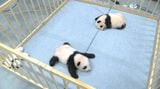 生後3カ月になった双子パンダの様子をお届けします。写真はサークル内で過ごす雄（手前）と雌の赤ちゃん。9月6日。画像は動画からの切り出し（画像：公益財団法人東京動物園協会提供）