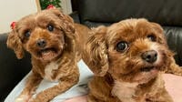 遺伝性疾患だらけ｢ミックス犬姉妹｣背負った運命 人気犬種ランキング入りも､悪徳業者が絶えず