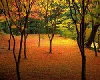 《MRI環境講座》第6回　カーボン・オフセットは温暖化の抑制に寄与するか？