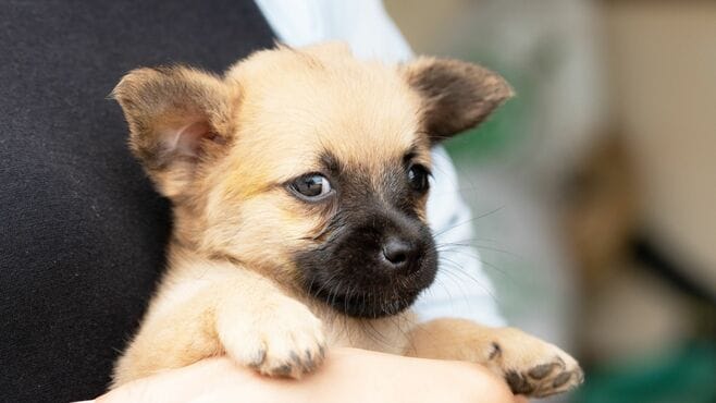 譲り受けた翌日の悲劇…犬猫｢無償譲渡｣の"実態"
