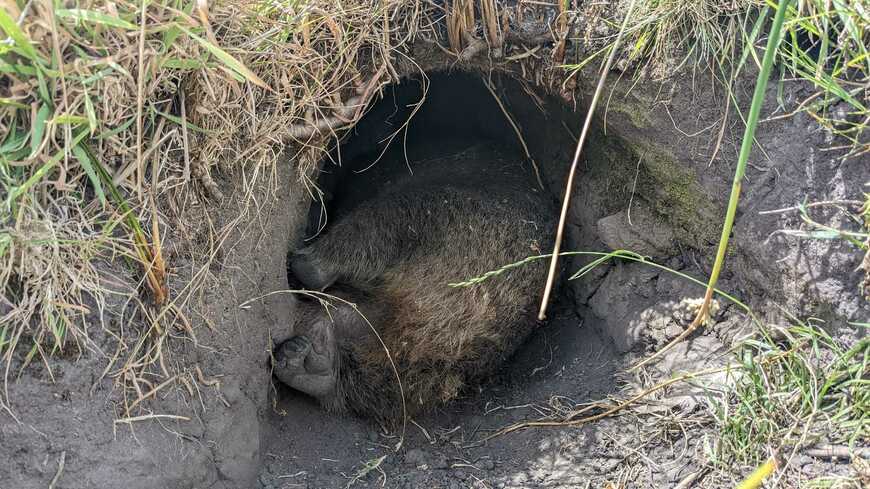 ウォンバットのお尻