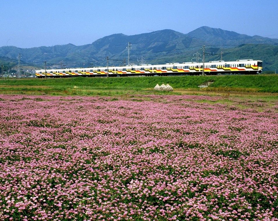 8000形の特別塗装「ポケット号」1980年代の一時期走っていた（写真：小田急電鉄）