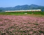 8000形の特別塗装「ポケット号」