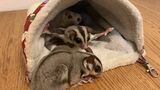 両手をいっぱいに広げたフクモモの威嚇姿。怒っているのにどこか愛らしい（写真提供：ひろさん）