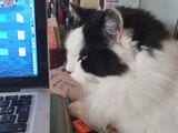 ドミニクさんの仕事をジッと見守る水くん（ドミニクさん撮影）
