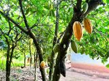 日本が約8割のカカオ豆を輸入する国、ガーナで育つカカオ（筆者撮影)