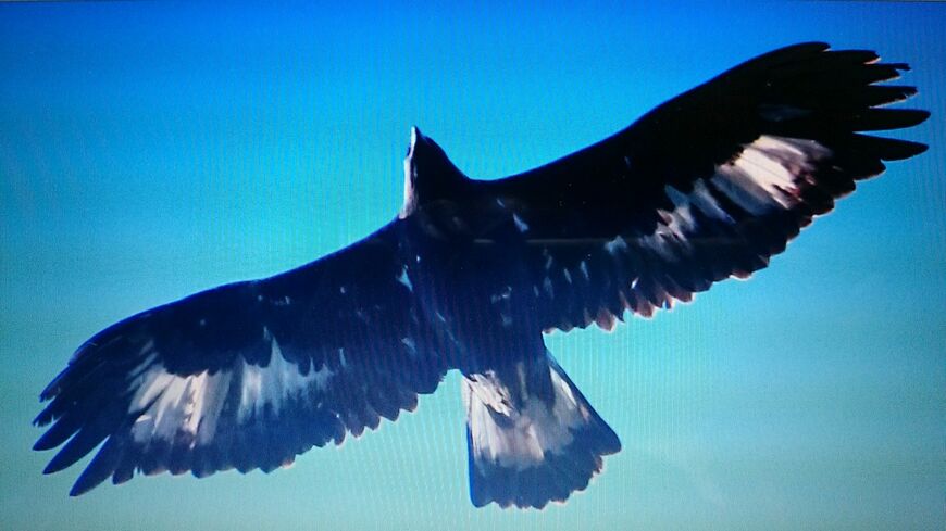 空高く舞うイヌワシ（写真：2018年に一関市大東町で日本野鳥の会北上支部調査員が撮影）