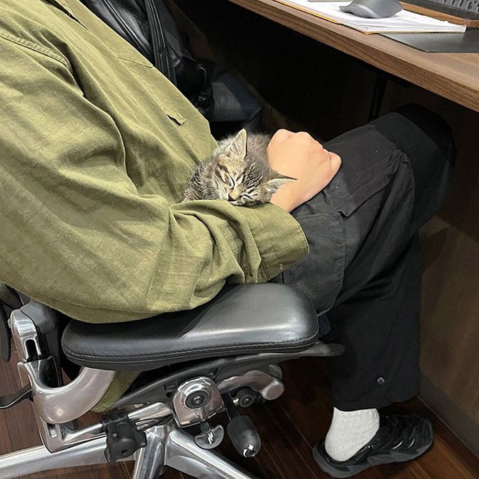 社員のひざの上ですやすやと眠ってしまう猫