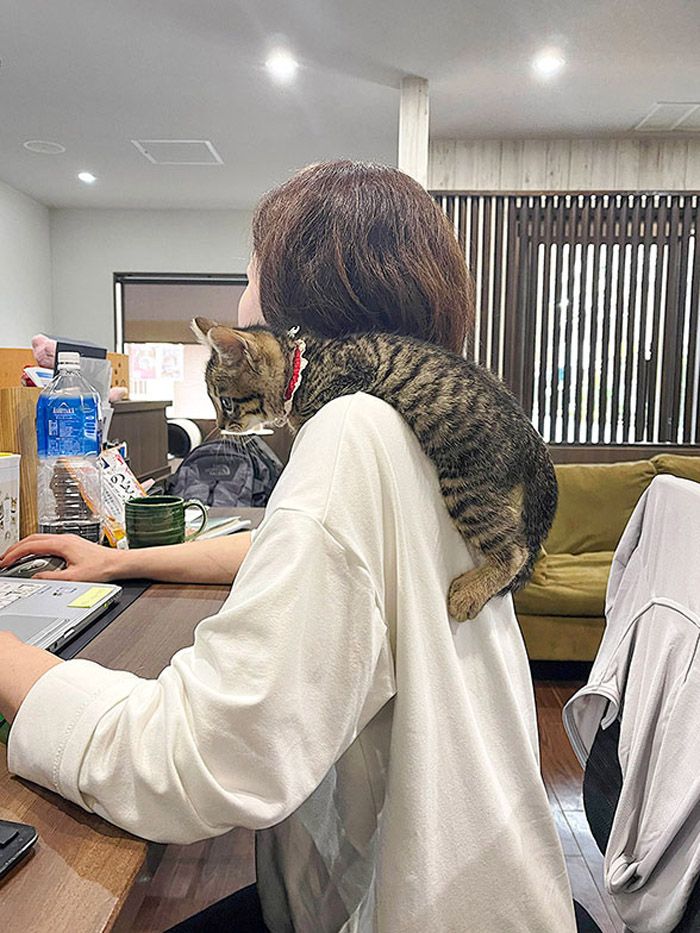 仕事中でも背中によじ登ってくる猫たち