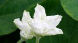 粗末な板塀に白い花がひとつ、笑うように咲いている（写真：yasu ／PIXTA）