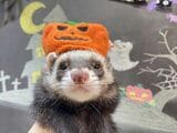トリミングサロンでハロウィンの仮装（写真提供：フェレットワールド）
