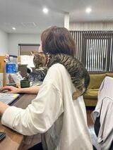 仕事中でも背中によじ登ってくる猫たち