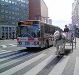 公道を歩く白馬