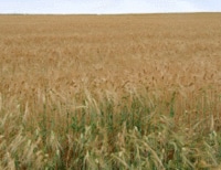 コモディティ高時代の世界の景気安定策とは