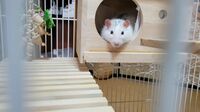 ペットを｢おくりびと｣に託した飼い主の深い愛情