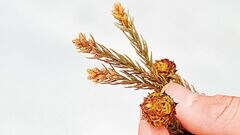 杉の花粉 様 専用④ □スギ花粉の正体（その5）
