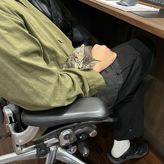 社員のひざの上ですやすやと眠ってしまう猫