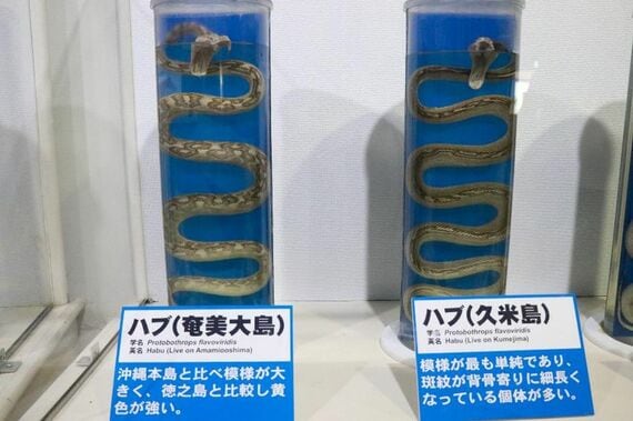 ハブ博物公園内展示