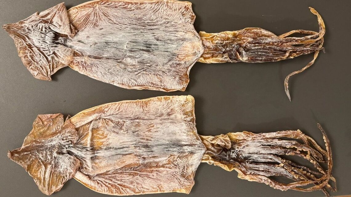 スルメイカ（写真：筆者提供）
