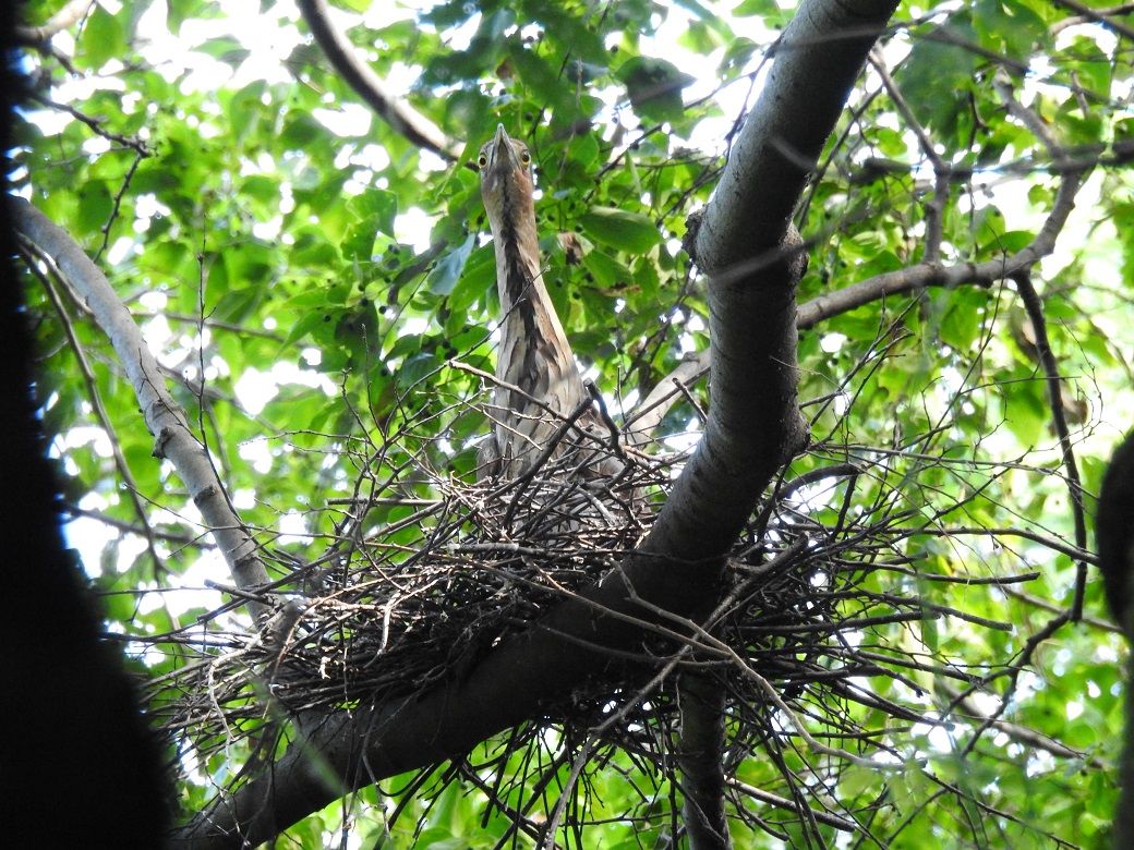ミゾゴイの親鳥。抱卵中とみられる（写真：小山正人氏提供）