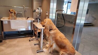 大型犬や多頭飼いOK｣｢専用ドッグガーデンに相談室｣…。ペットと