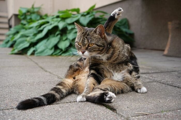 ライバル猫が目の前を通過したので動作が止まってしまった