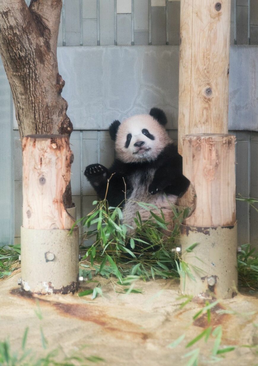 シャオシャオとレイレイのお姉さん、シャンシャン。2017年12月19日撮影。2023年2月に中国へ返還された（写真：高氏さん提供）