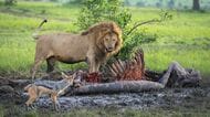 食物連鎖の頂点に立つ人間が｢肉食動物を食べない｣3つの理由《ライオンの肉》の飼育コストは100gあたり2万円! 