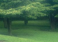 《MRI環境講座》第4回　排出量取引制度は単なるマネーゲームか？