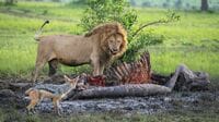 食物連鎖の頂点に立つ人間が｢肉食動物を食べない｣3つの理由《ライオンの肉》の飼育コストは100gあたり2万円! 