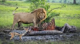 食物連鎖の頂点に立つ人間が｢肉食動物を食べない｣3つの理由《ライオンの肉》の飼育コストは100gあたり2万円! 