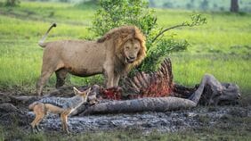 食物連鎖の頂点に立つ人間が｢肉食動物を食べない｣3つの理由《ライオンの肉》の飼育コストは100gあたり2万円! 