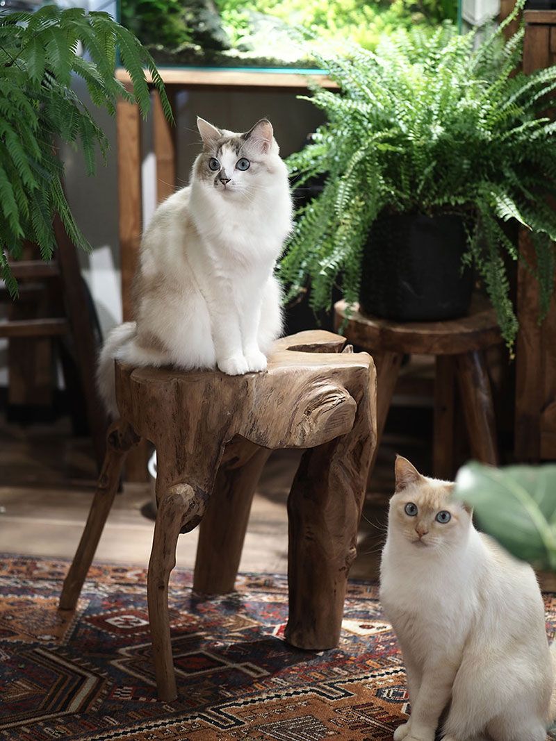 2匹の子猫